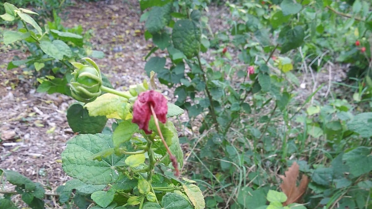 A spent, wilted red Turk's cap bloom beside a green flower bud and soft green leaves, with wood chip mulch on the ground behind