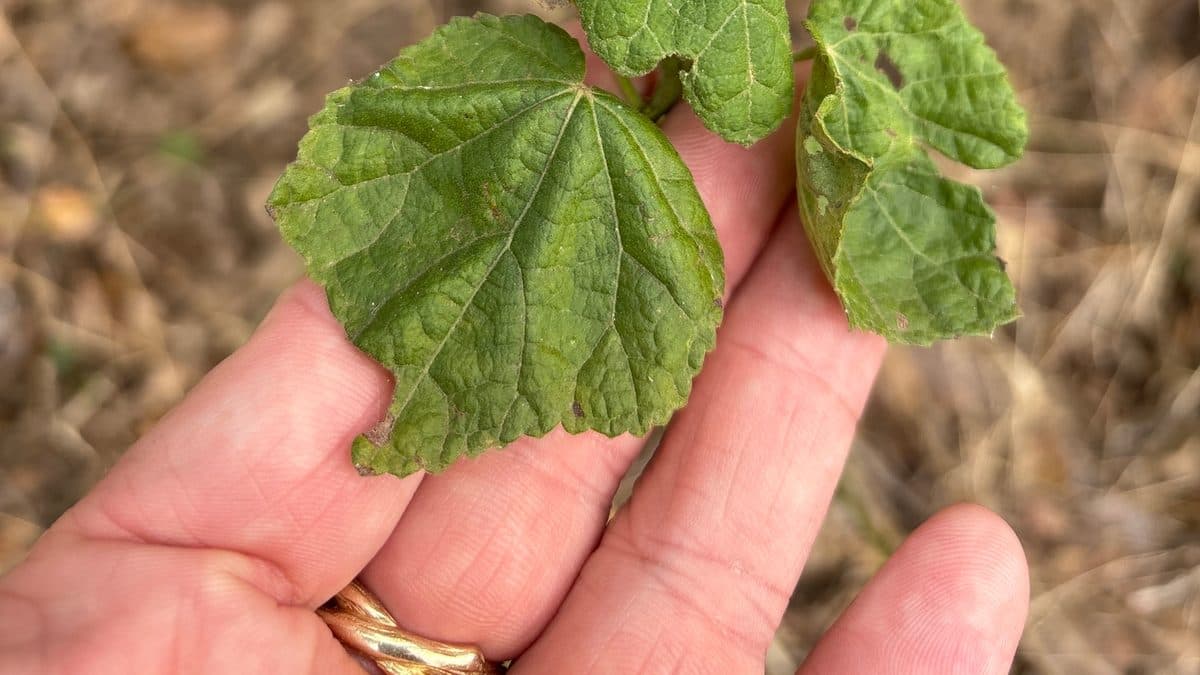 A hand holding a single green, lobed Turk's cap leaf over dry brown grass
