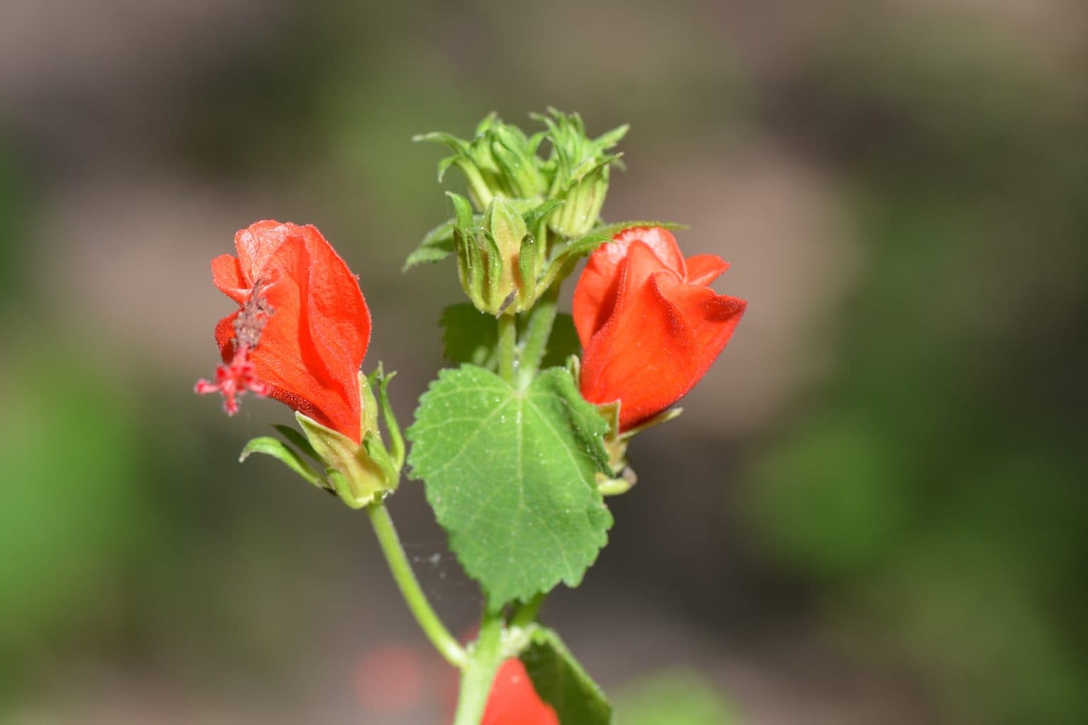 Two red Turk's cap flowers with protruding stamens and green buds on a stem of soft green leaves