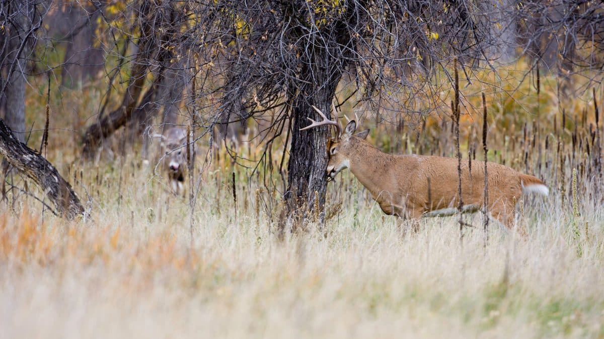 A white-tailed buck with its antlers against the trunk of a small tree in tall tan grass, with a second deer watching from behind