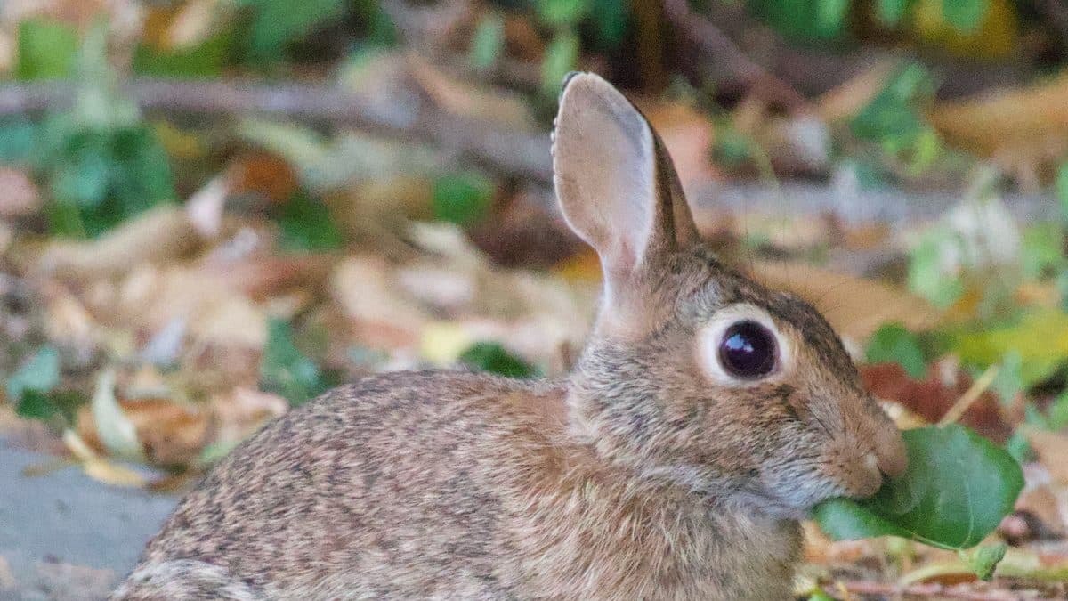 An eastern cottontail rabbit in profile with a green leaf in its mouth, sitting among fallen yellow and brown leaves