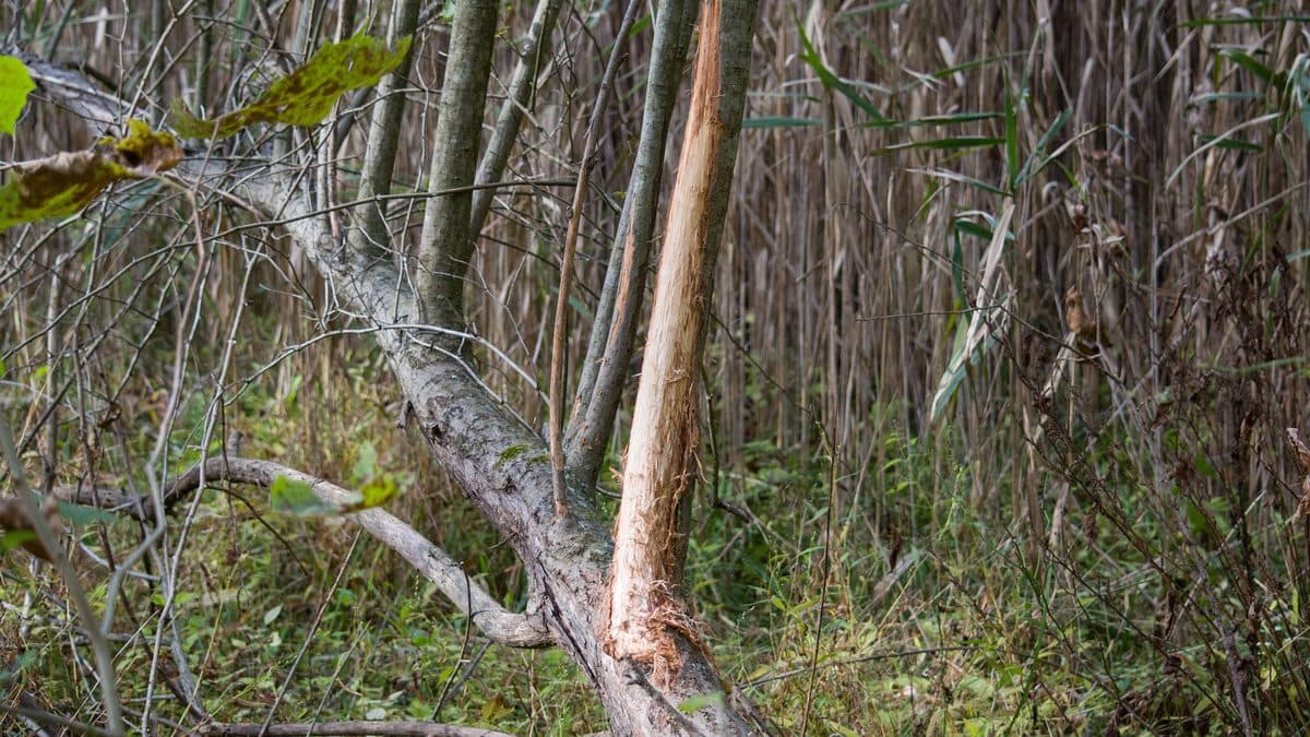 A thin sapling in a thicket with the bark stripped off one side of its trunk, leaving pale bare wood and shredded bark at the base