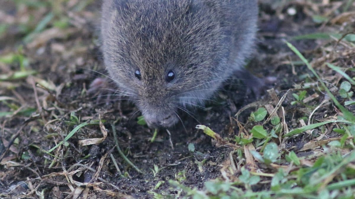 A small gray-brown meadow vole with tiny dark eyes and short ears, facing the camera on bare soil and short grass