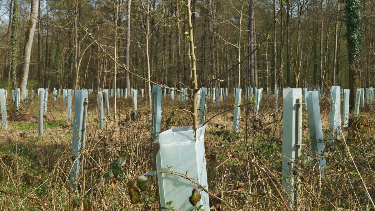 Rows of pale plastic tubes around newly planted trees in a woodland clearing, with one short white tube in the foreground