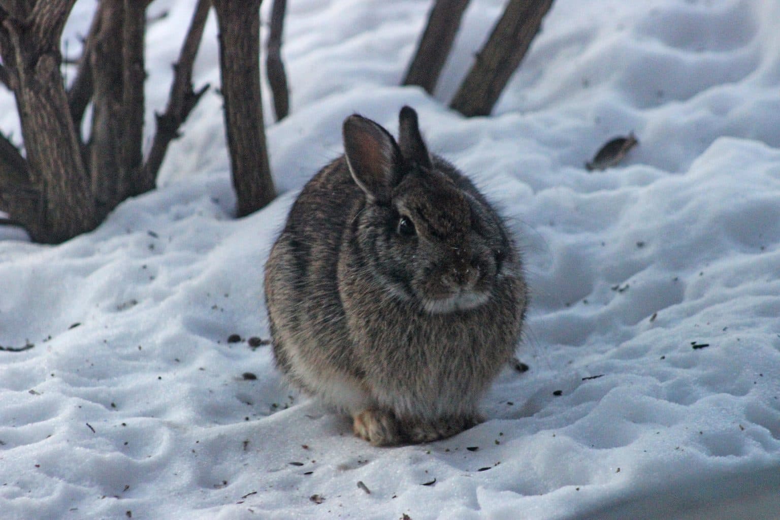 A gray-brown cottontail rabbit sitting in snow beside the bare woody stems of a shrub
