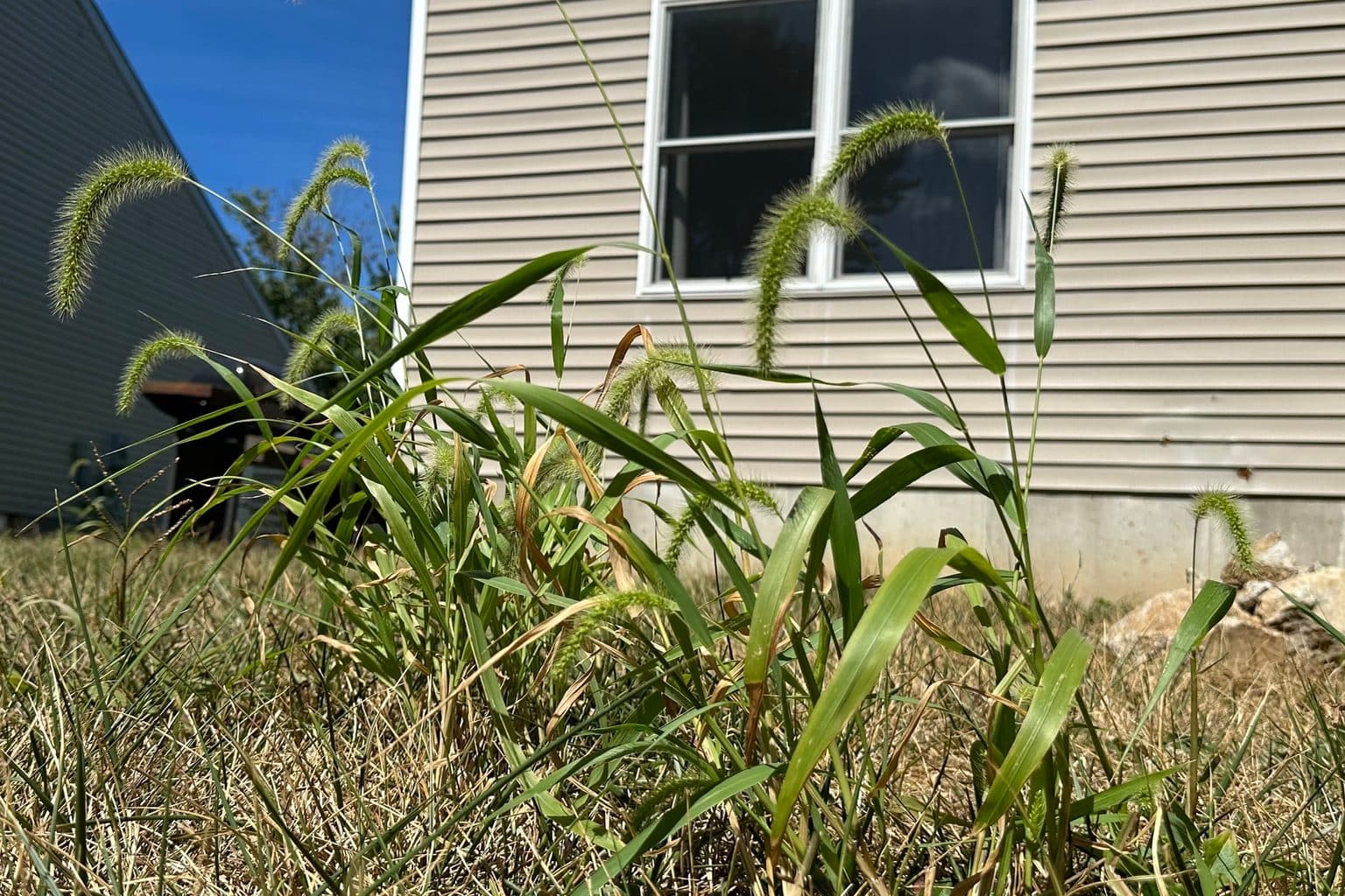 Green nodding giant foxtail seed heads standing above a browned late-summer lawn beside a house wall and window
