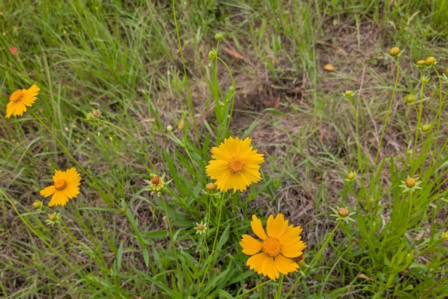 Yellow large-flowered tickseed blooms in grass
