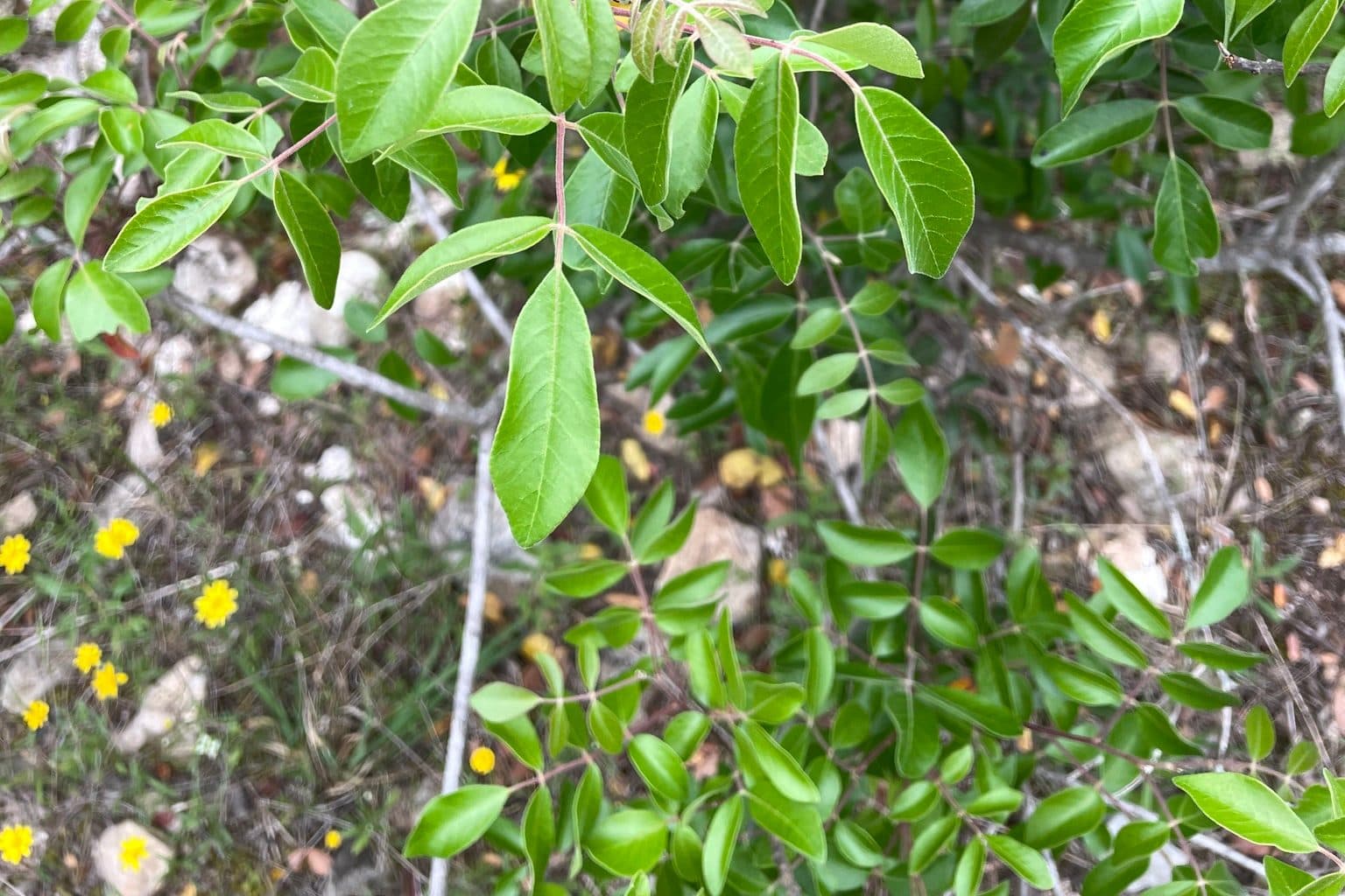 Glossy compound leaves of evergreen sumac above rocky ground dotted with small yellow wildflowers
