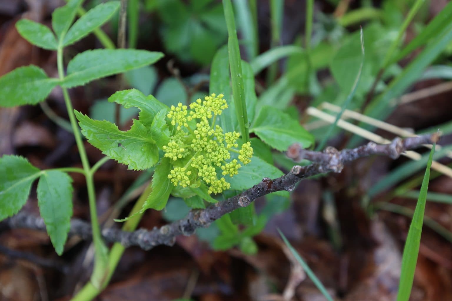 A golden alexanders flower cluster in bud