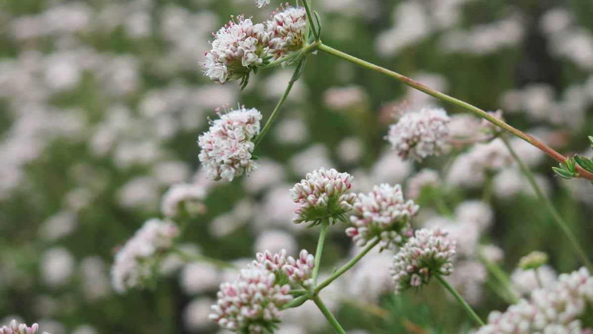 California buckwheat with clusters of small white to pink flowers
