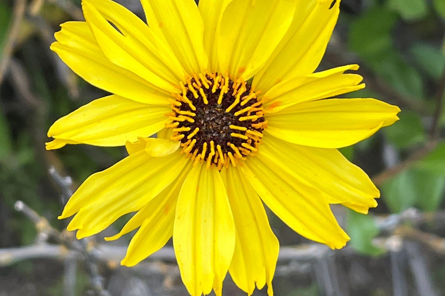 A yellow California bush sunflower