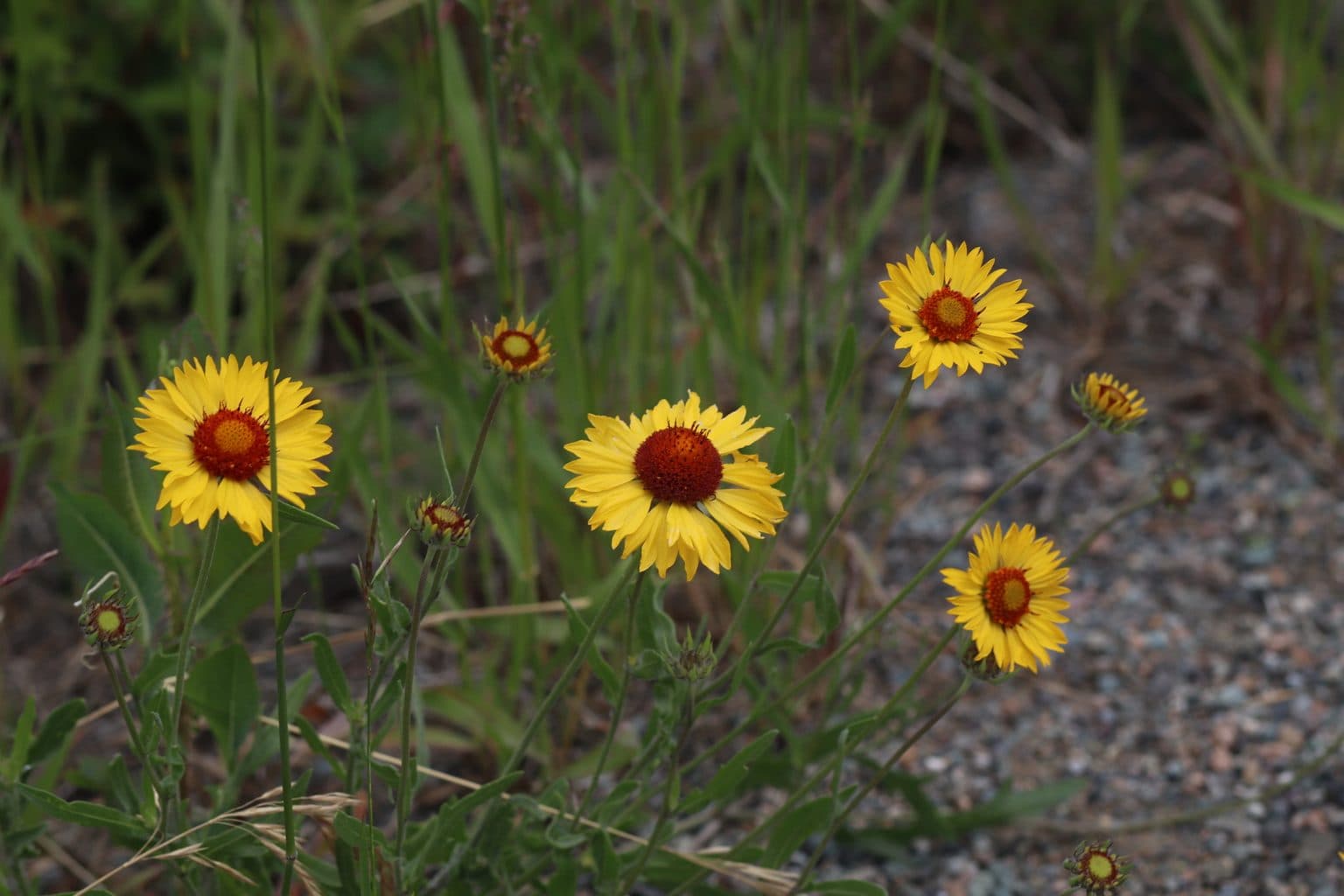 Red and yellow blanketflowers over gravel