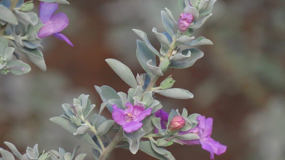Cenizo shrub with silvery leaves and purple flowers