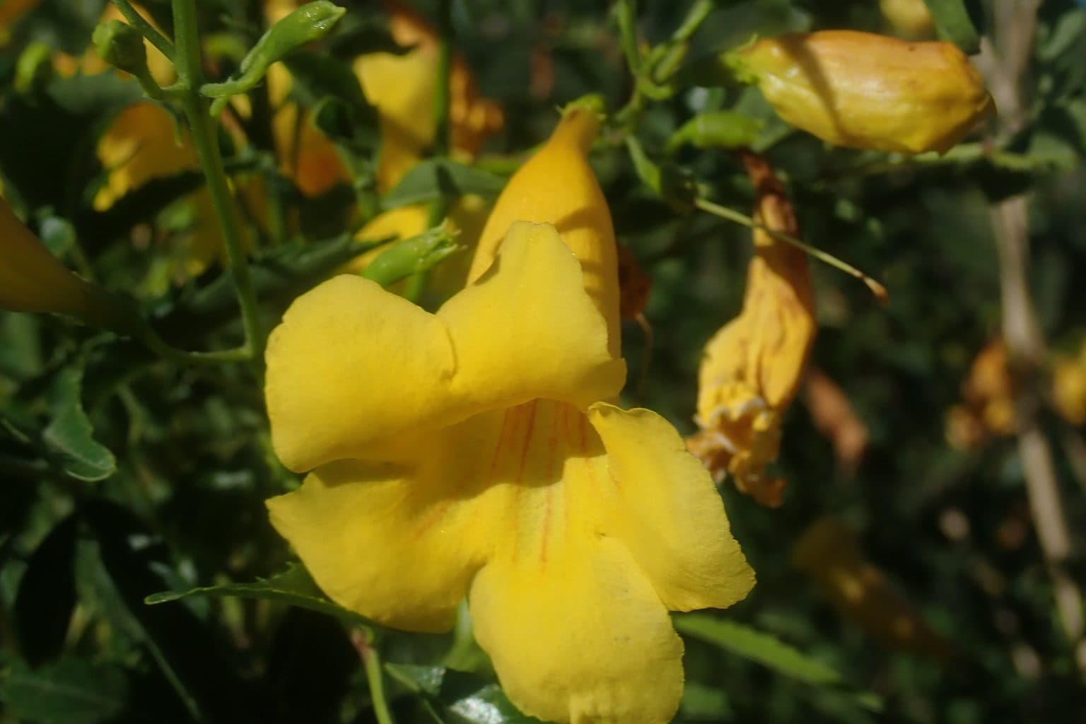 A yellow esperanza trumpet flower