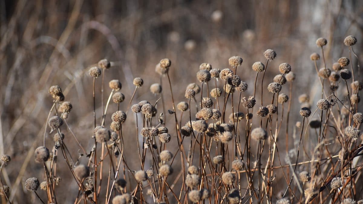 A dense stand of dry wild bergamot stalks, each topped with a round brown seed head, in a winter meadow