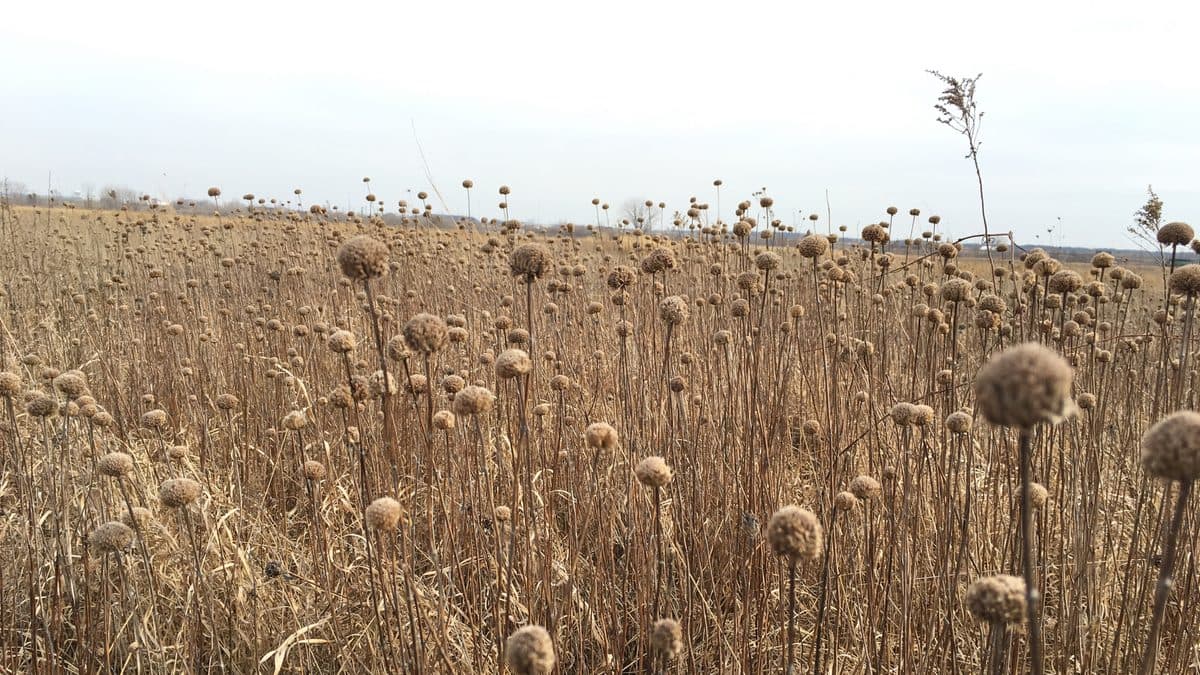 A wide field of tan, dried wild bergamot stalks topped with round seed heads, under a pale sky