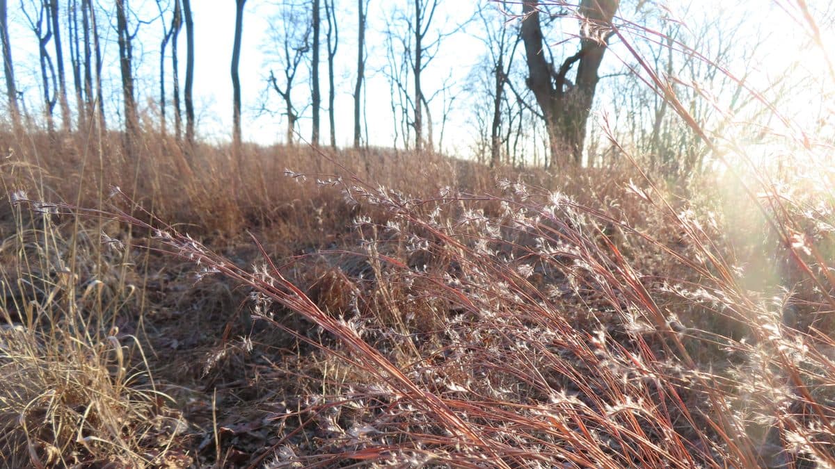 A hillside of rust-colored grass stalks with fluffy seed heads, lit from the right, with bare trees behind