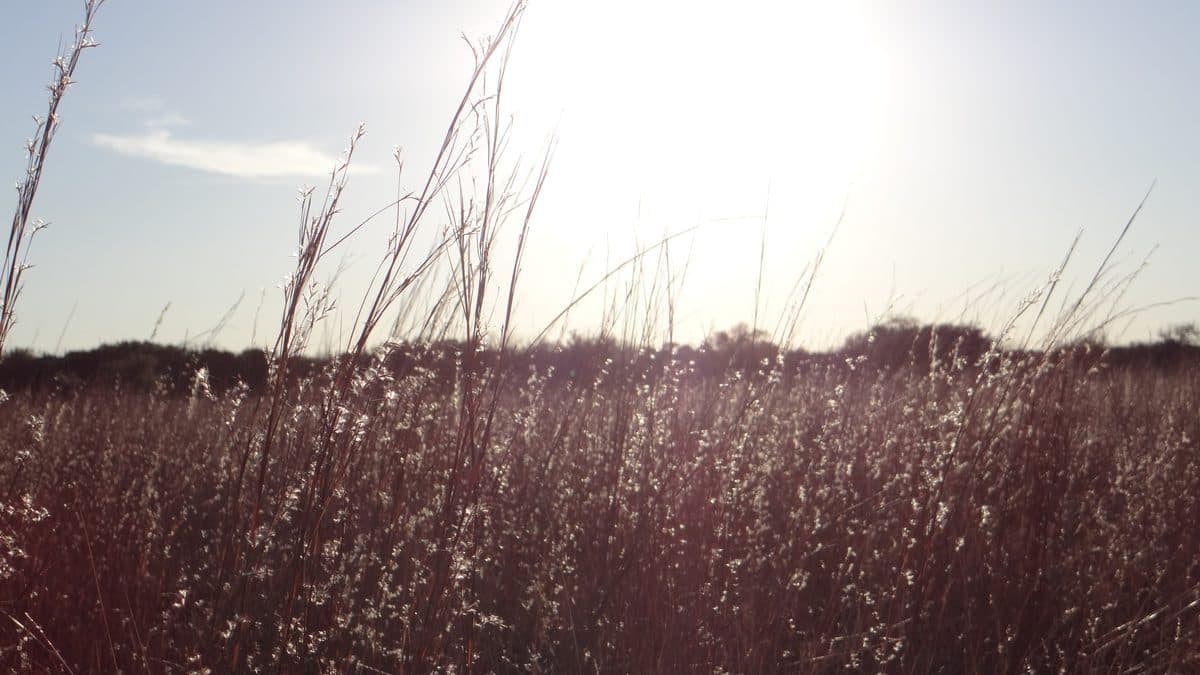 A wide field of rust-red grass stalks with pale seed heads under a bright, hazy winter sky, a low tree line on the horizon