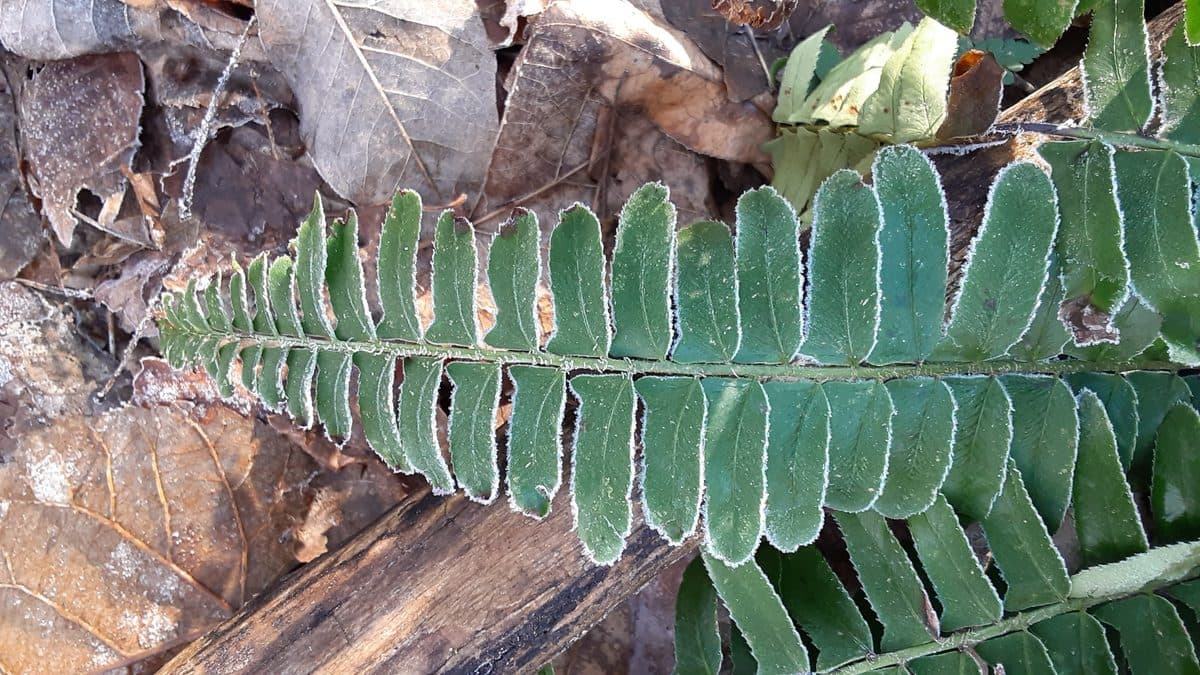 A single dark green fern frond lying across brown fallen leaves, every leaflet edged with a thin white line of frost