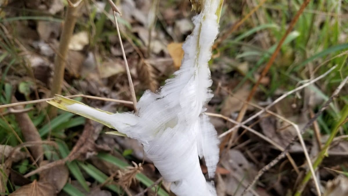 A white ribbon of ice curling out of the base of a plant stem, lying over green grass and brown leaves