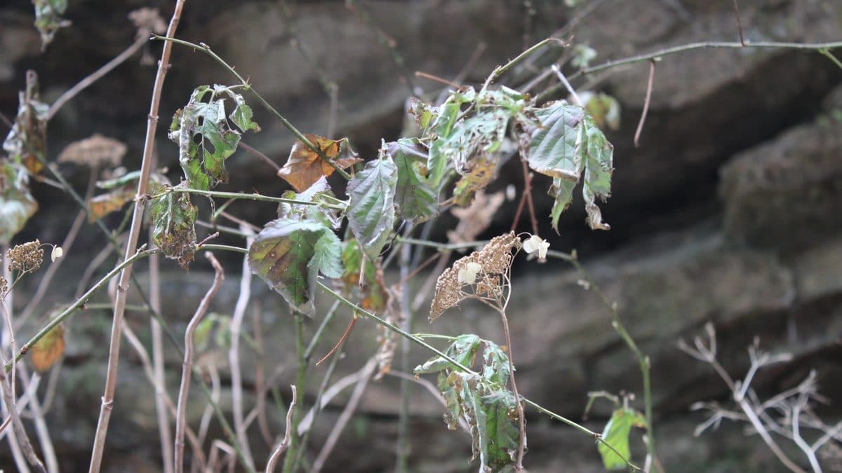 Thin gray stems with a few pale, limp, browning leaves still attached, against a rock face and dry brush