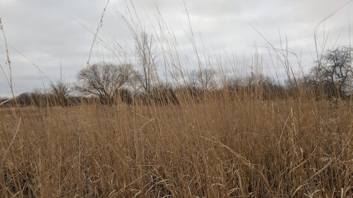 A flat tan field of dormant tall grass under an overcast sky, with bare trees along the far edge