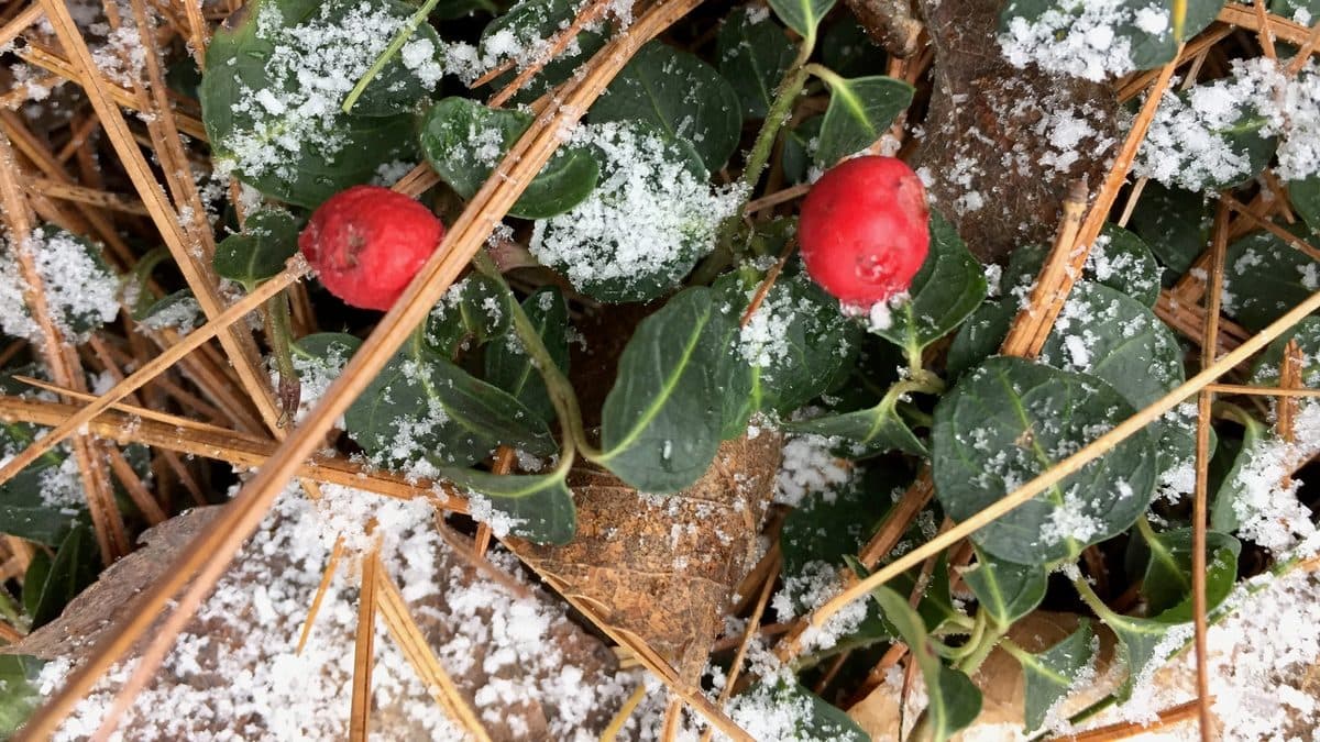 Glossy green partridgeberry leaves and two red berries on the ground, dusted with white crystals among pine needles