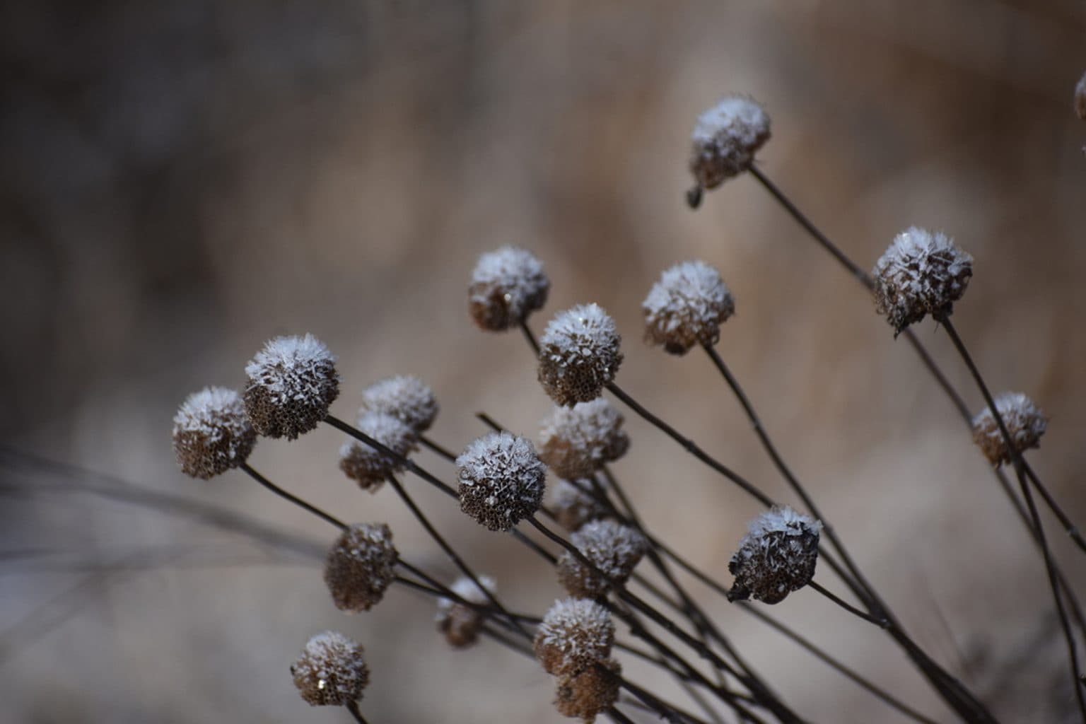 Round dry wild bergamot seed heads on thin dark stems, each coated in white frost crystals, against a soft brown blurred background