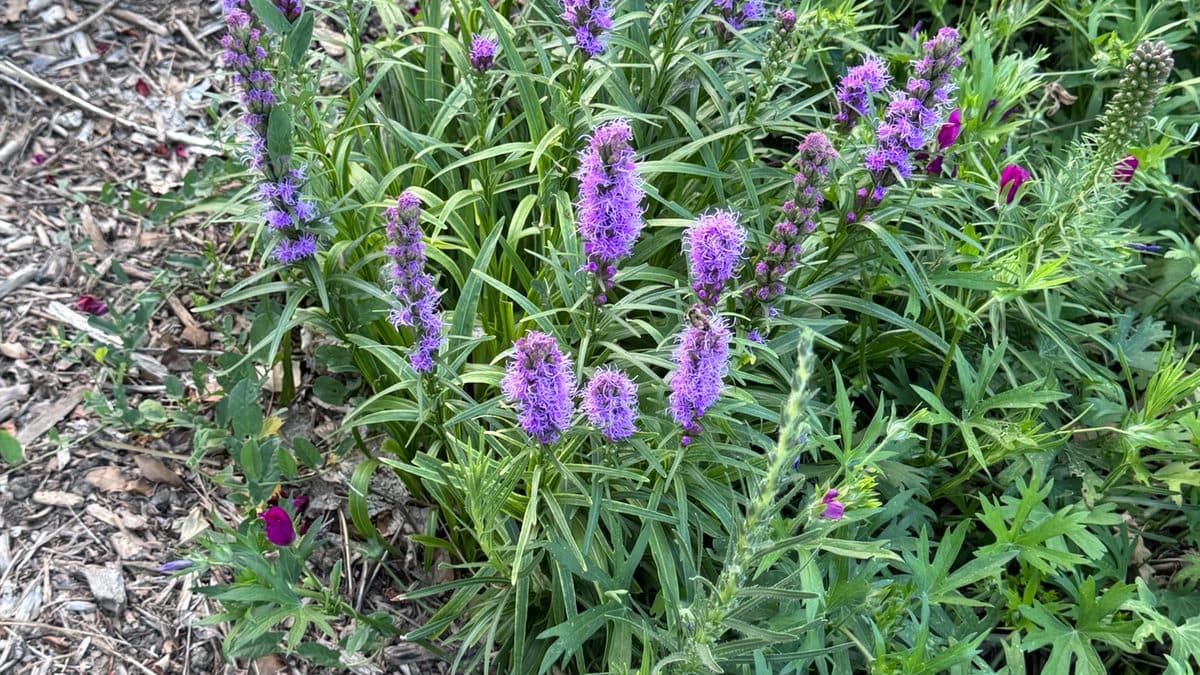 Purple Texas gayfeather spikes in a mulched bed