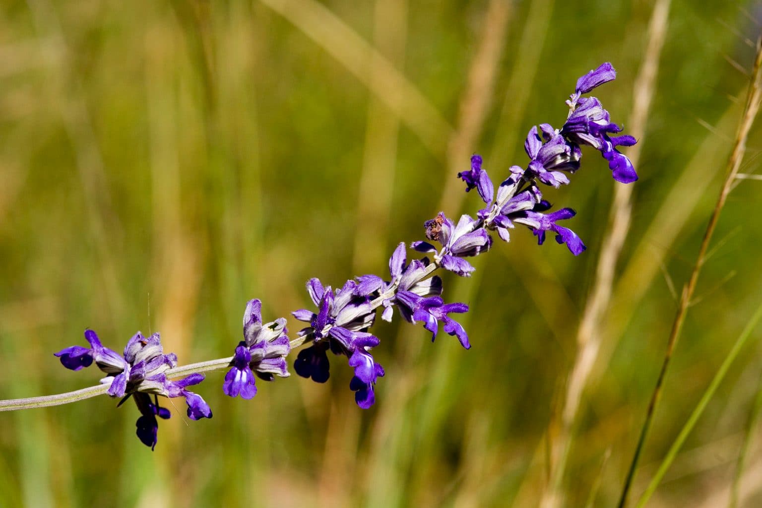 A spike of blue mealy sage flowers