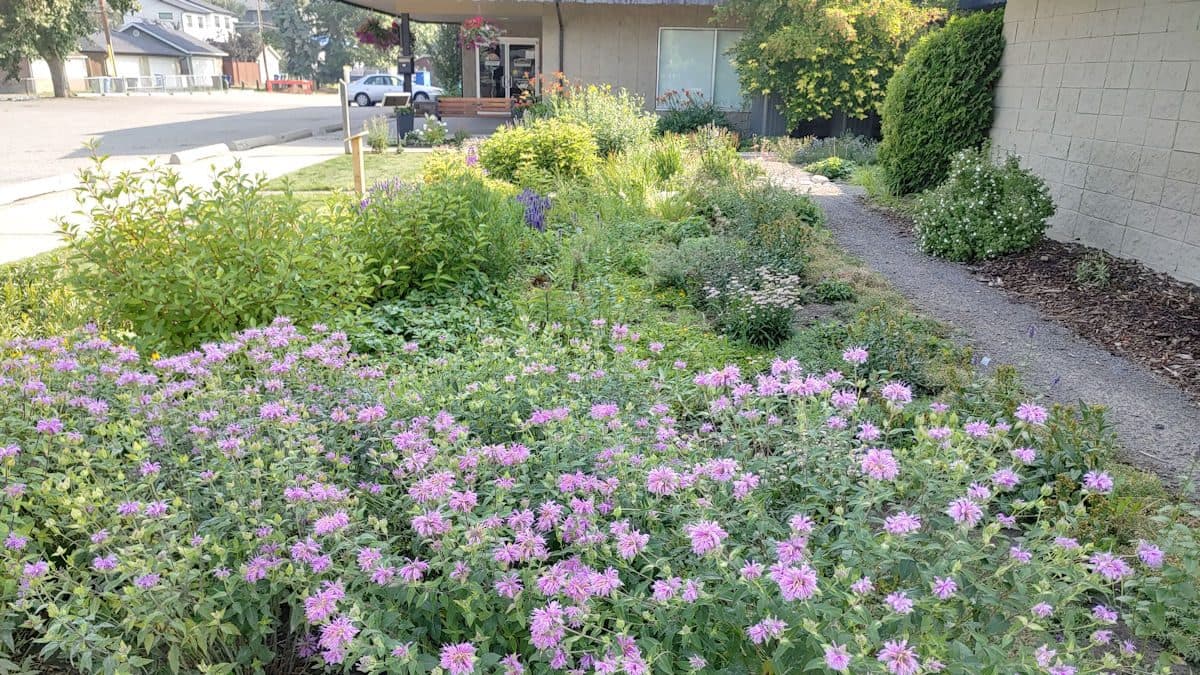 A planted rain garden basin with native perennials