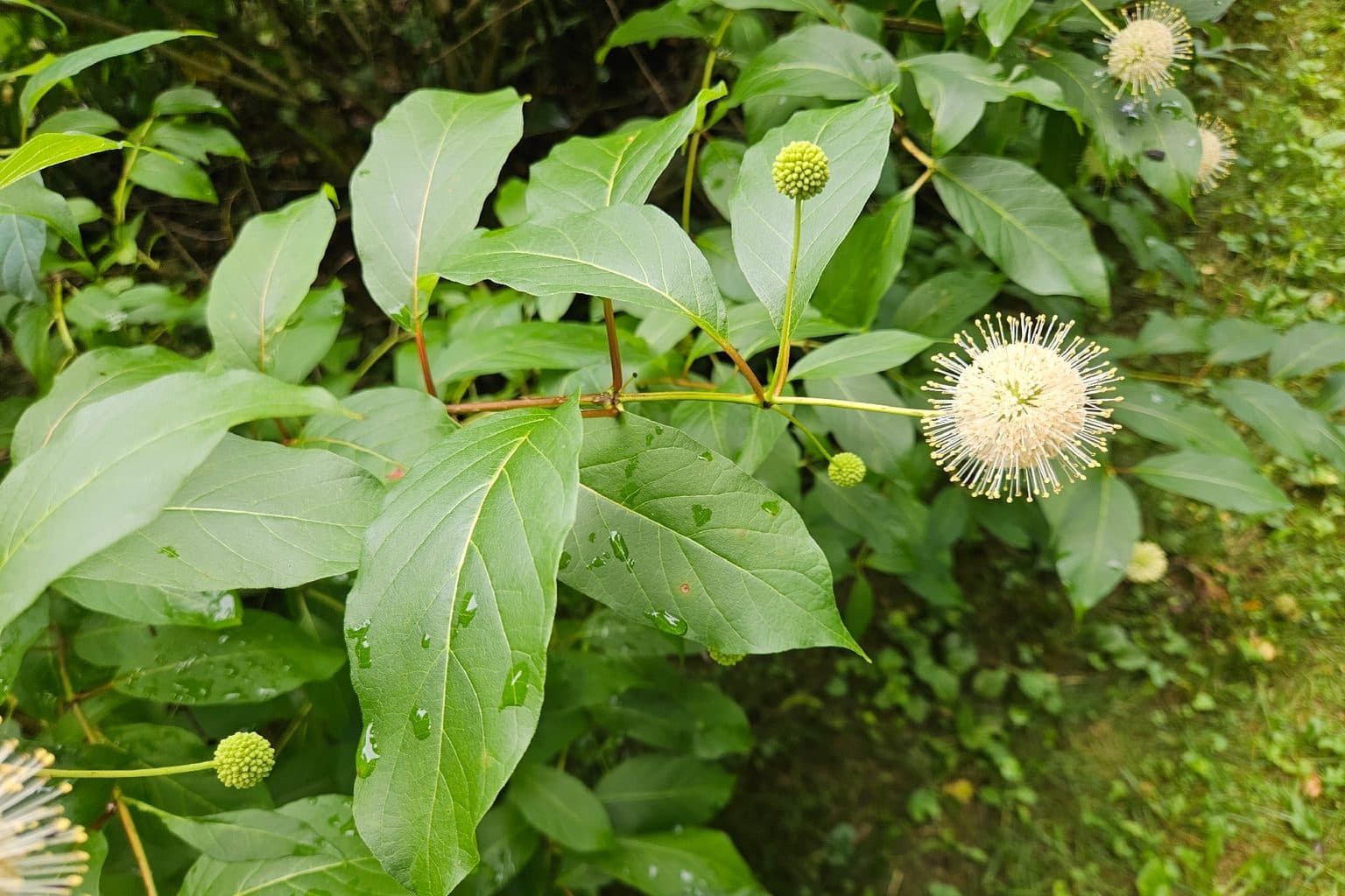 A buttonbush shrub with a round white flower head