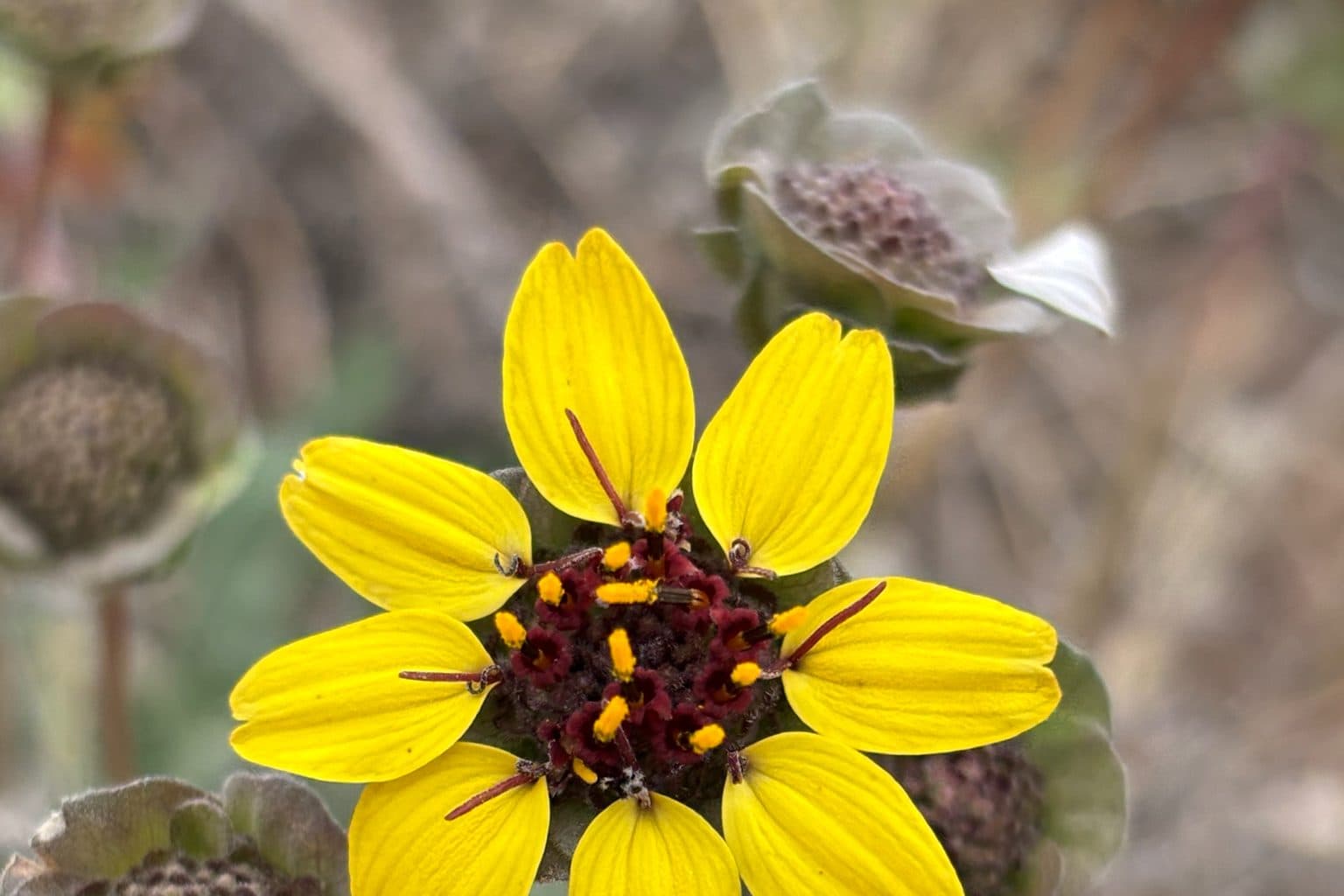 A yellow chocolate daisy with a maroon center