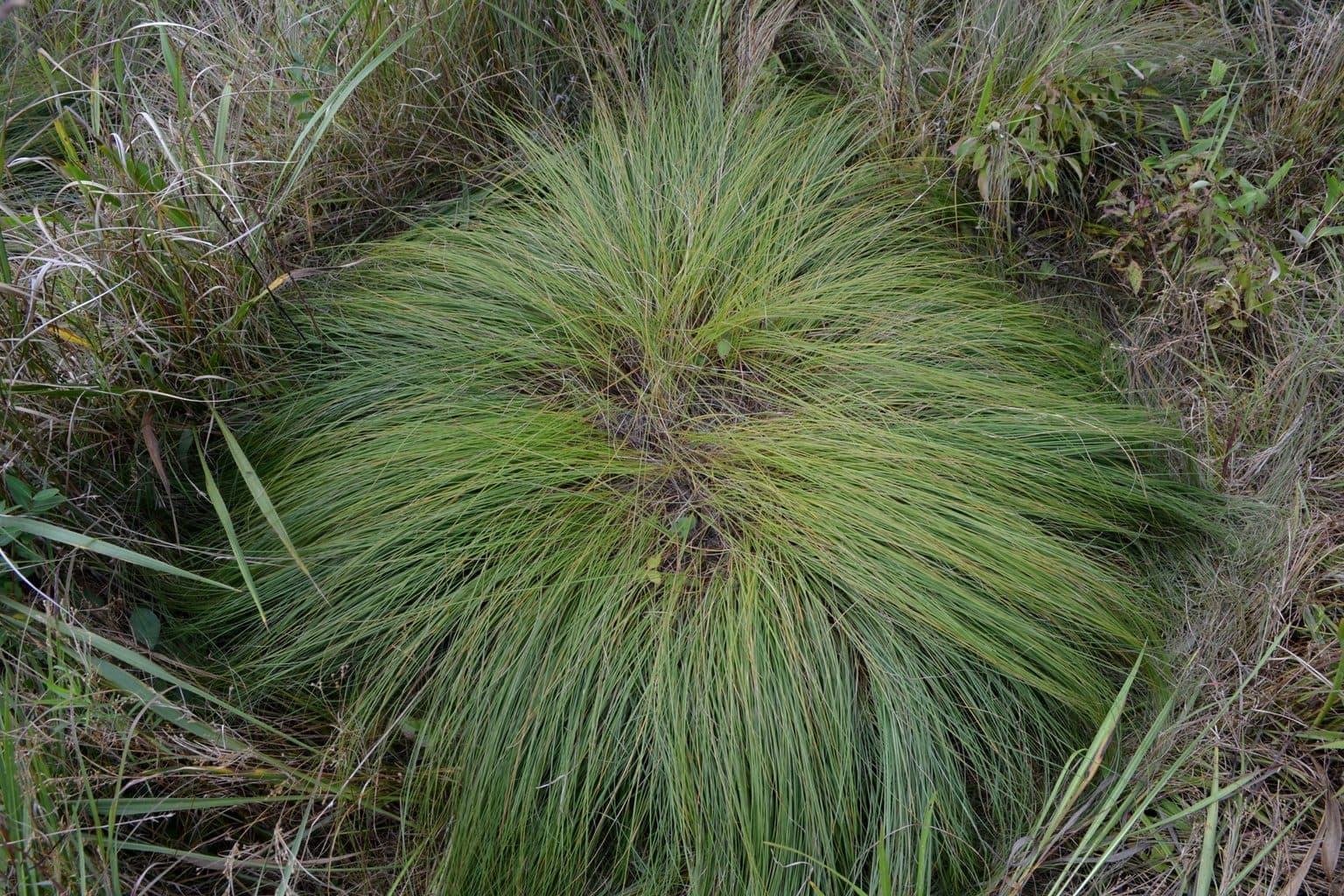A fine-textured mound of prairie dropseed