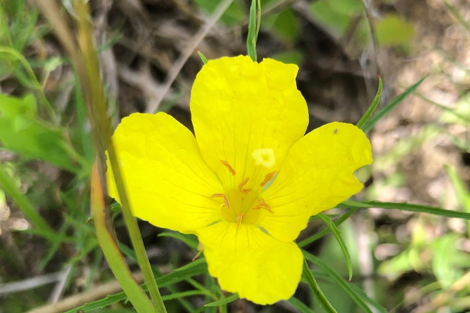 A yellow Berlandier sundrops flower