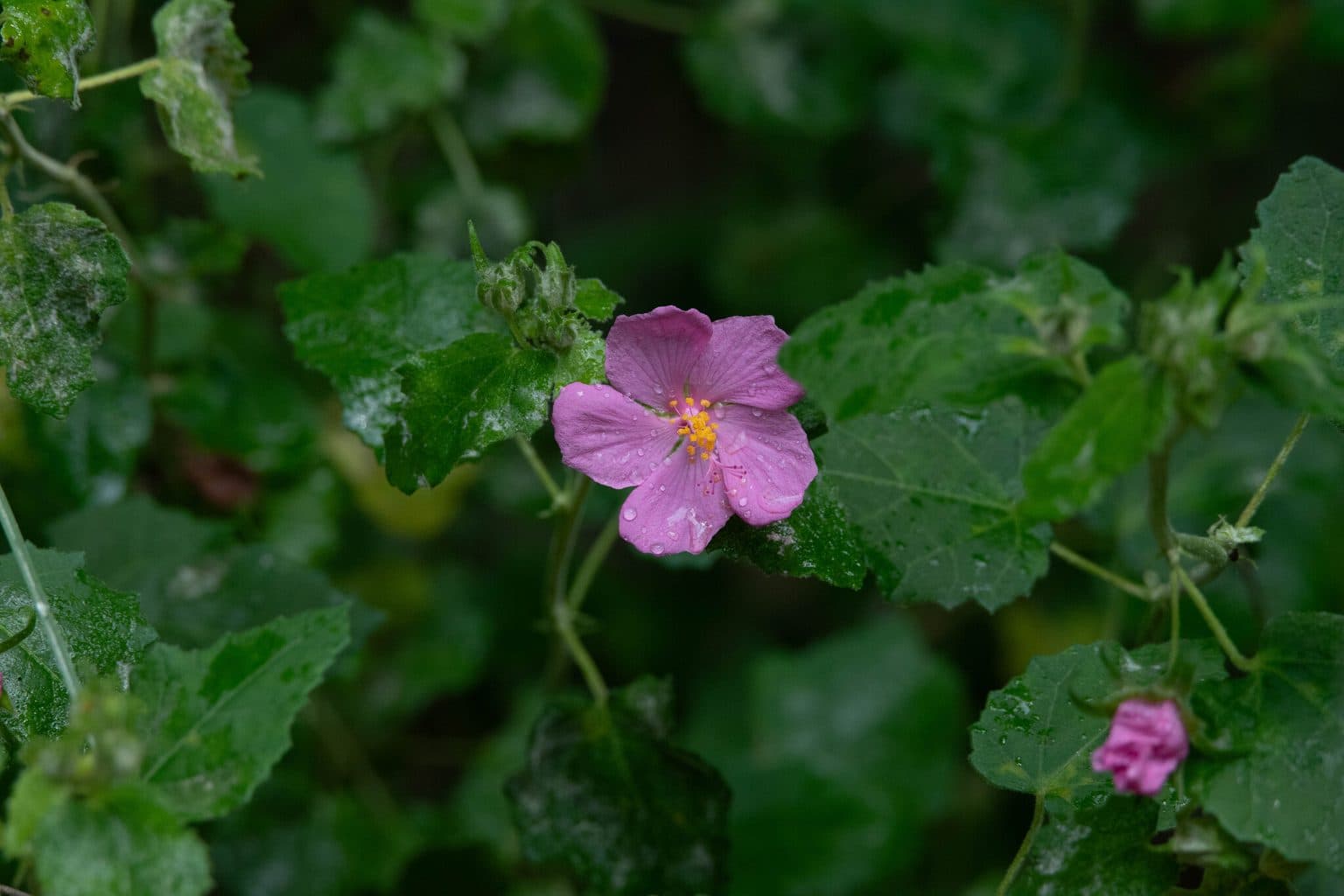 A pink rock rose flower among leaves