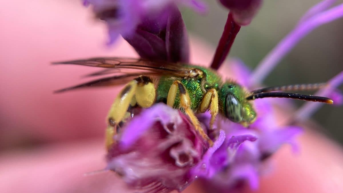 A metallic green sweat bee on a small wildflower