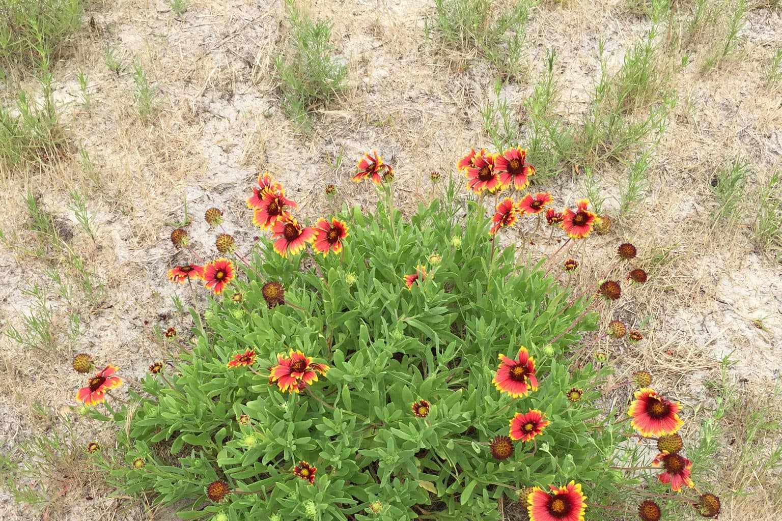 A clump of Indian blanket with red and yellow flowers on sandy ground