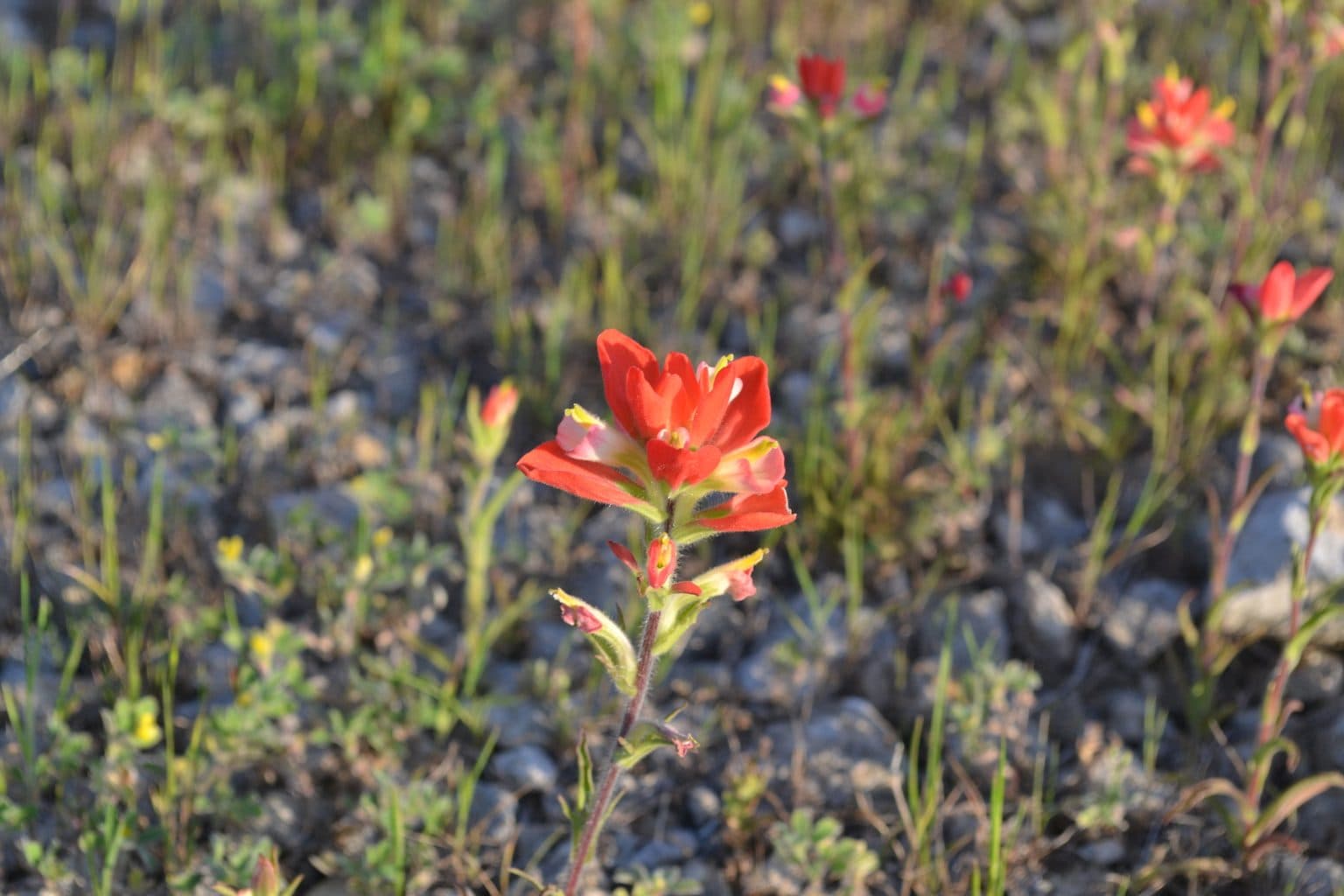 Orange-red Texas paintbrush on rocky ground