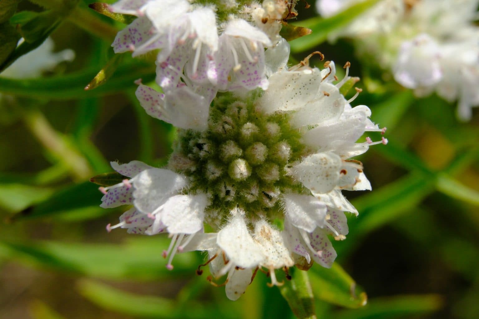 A white Virginia mountain mint flower cluster