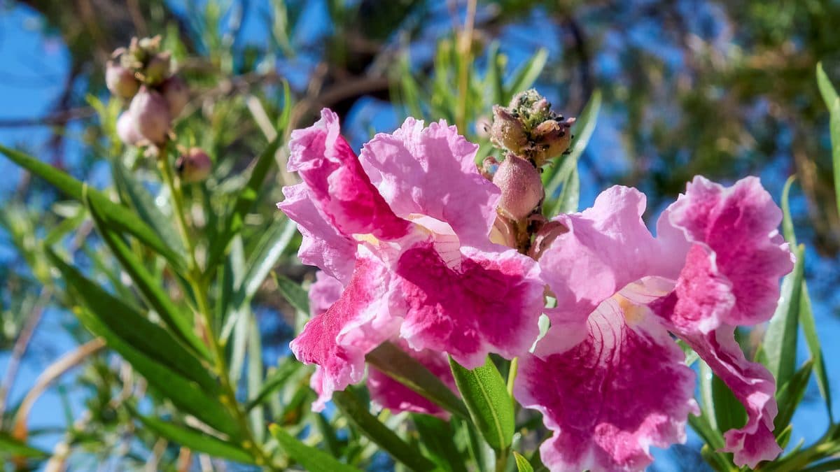 Pink trumpet-shaped desert willow flowers with ruffled petals against green foliage