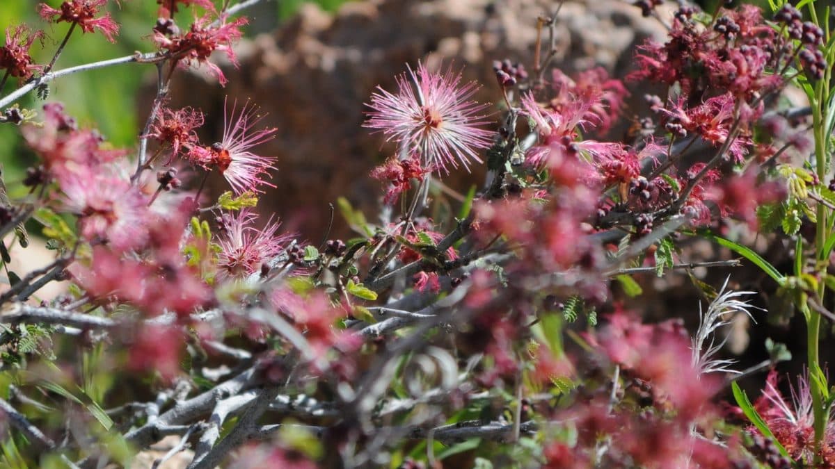 Fairy duster shrub with pink pom-pom shaped flowers on thin bare stems