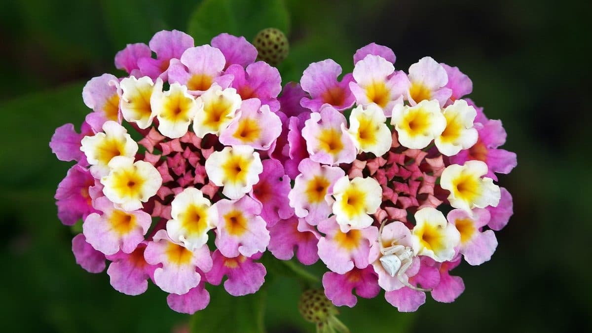Clustered lantana flower heads with pink, yellow, and white blooms