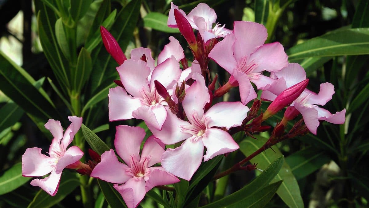 Clusters of pale pink oleander flowers with narrow dark green leaves