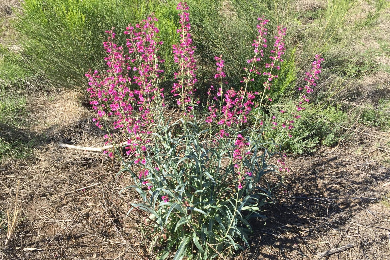 A Parry's penstemon in bloom with tall stalks of pink flowers