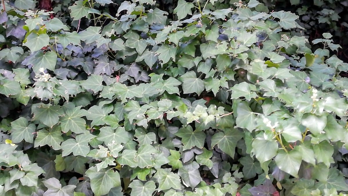 A dense carpet of lobed English ivy leaves