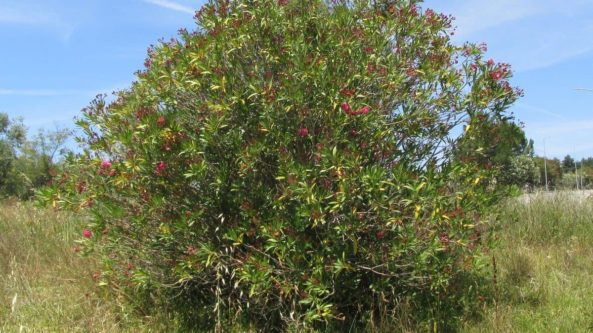 A large oleander shrub with pink flowers beside a field