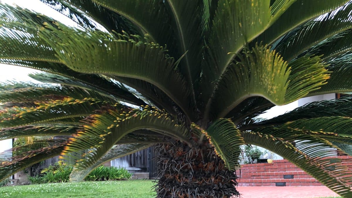 A sago palm with a rosette of stiff dark green fronds in a front yard