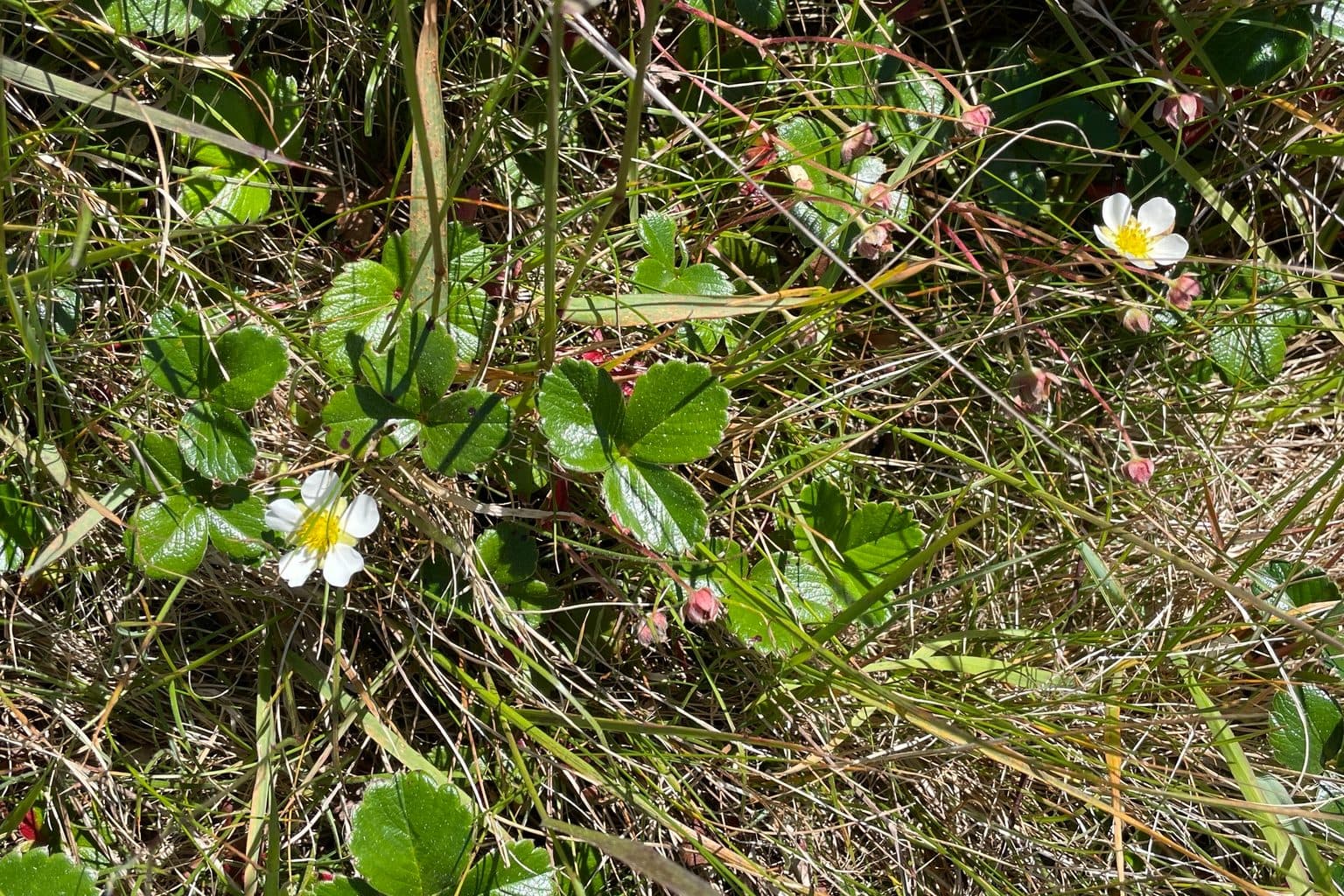Beach strawberry with white flowers and glossy leaves among grasses