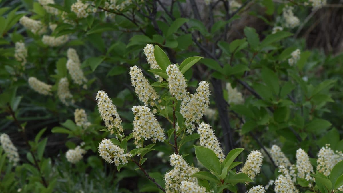 Chokecherry with white flower clusters